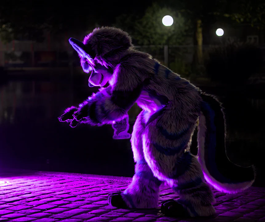 Photo of a wusky fursuiter with light gray fur and blue markings, crouched as if to pounce on some prey, shot at night with a purple rim light