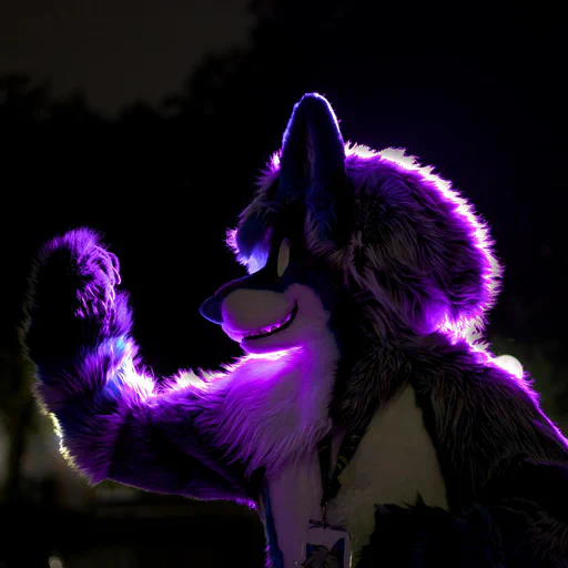 Close-up photo of a wusky fursuiter with light gray fur and blue stripes, one hand raised in a flexing pose, looking to the side. He is lit with a purple backlight.