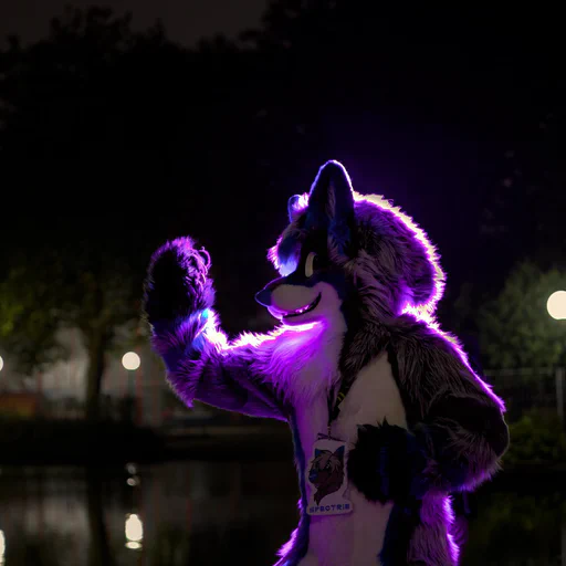 Close-up photo of a wusky fursuiter with light gray fur and blue stripes, one hand raised in a flexing pose, looking to the side. He is lit with a purple backlight.