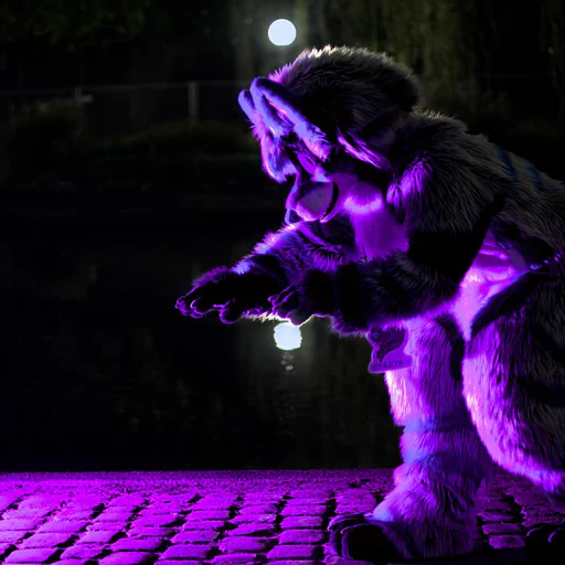 Close-up photo of a wusky fursuiter with light gray fur and blue stripes in side view, crouched down as if about to pounce on something, lit with a purple rim light.